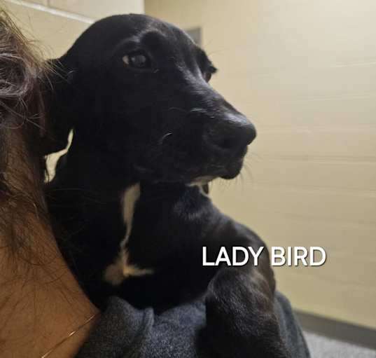 Photo of Lady Bird