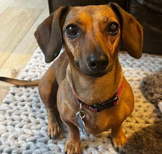 Photo of Charlotte - Sweet Dachshund