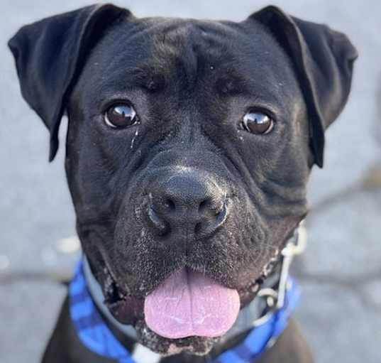 Photo of Diesel - Foster or Adopt Me!