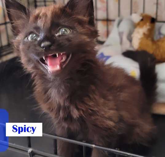 Photo of Spicy