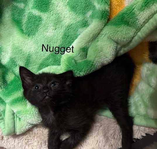 Photo of Nugget