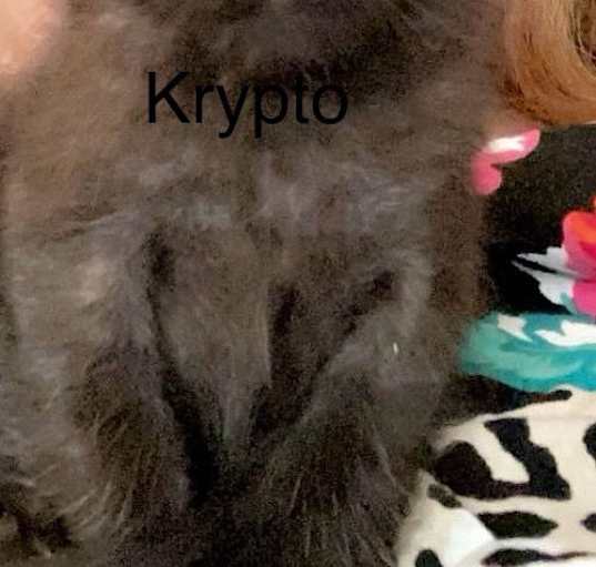 Photo of Krypto