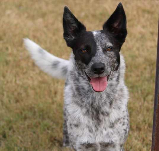 Photo of Piper (Riddle)