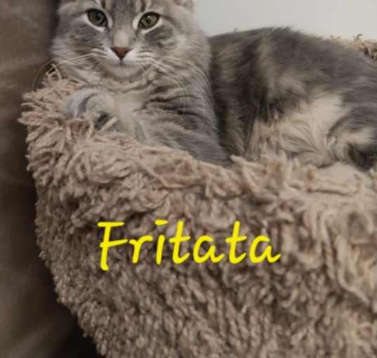 Photo of Fritata (Needs a Kitten Friend)