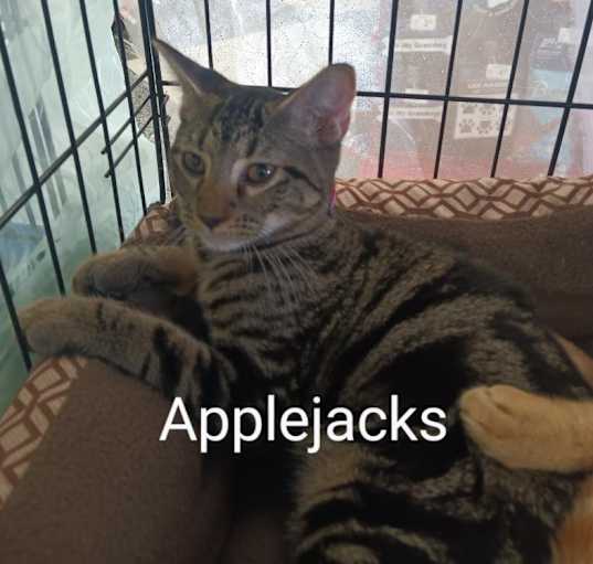 Photo of Apple Jacks Ortiz 8741