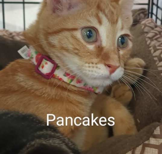 Photo of Pancakes Ortiz 8966