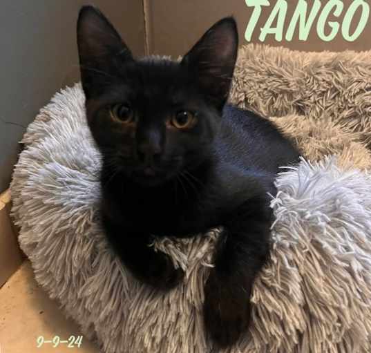 Photo of Tango 4693