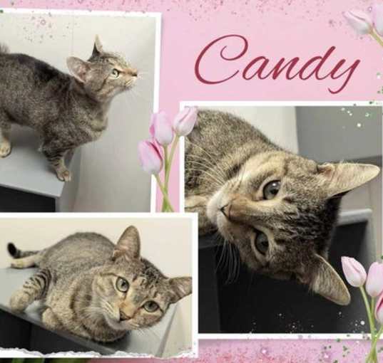 Photo of Candy