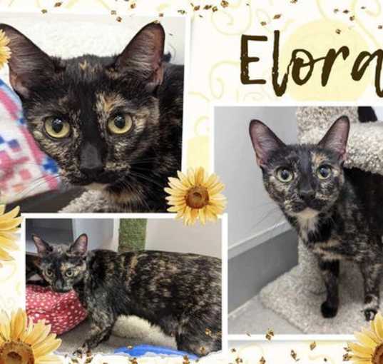 Photo of Elora