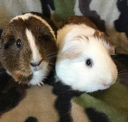 Photo of Lucy Lulu ( Bonded to Peanut Brown)