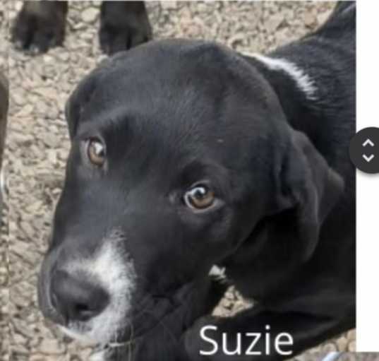 Photo of Suzie AKA Suki