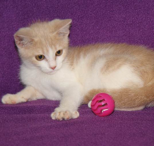 Photo of Qdoba (Las Trancas' kitten)