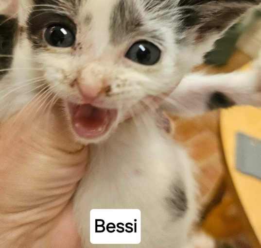 Photo of Bessi