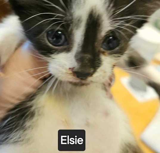 Photo of Elsie