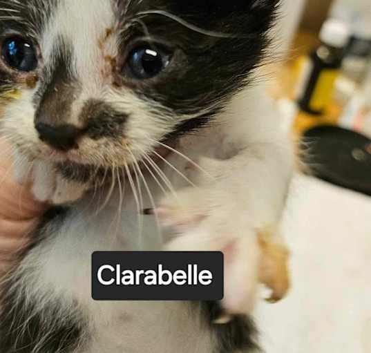 Photo of Clarabelle