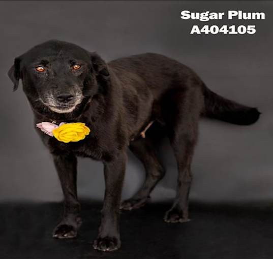 Photo of SUGAR PLUM