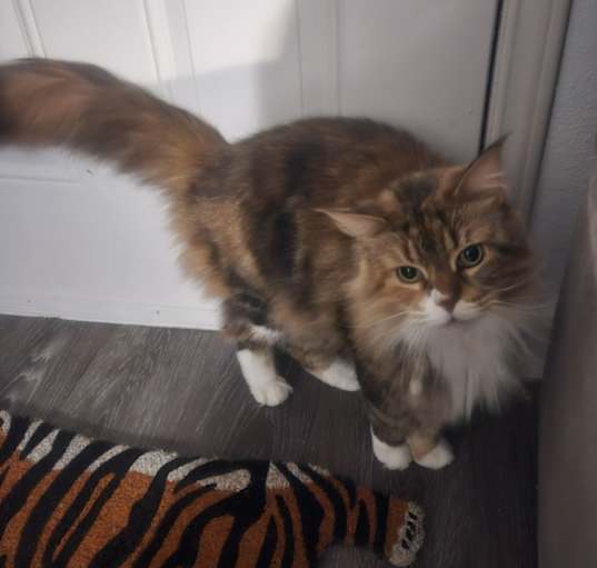 Photo of Lilla