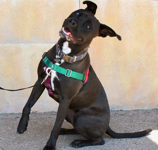 Photo of Nala