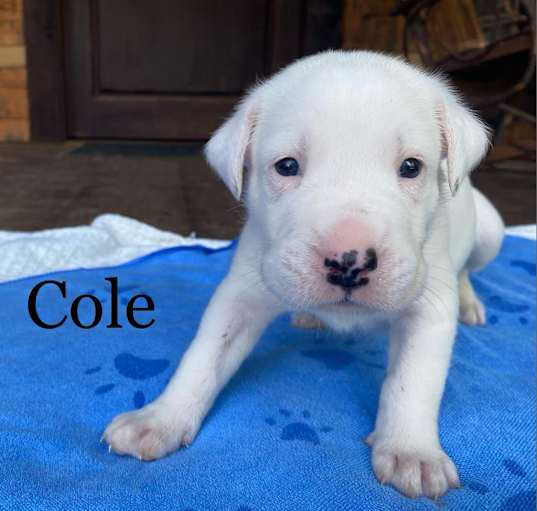 Photo of Cole