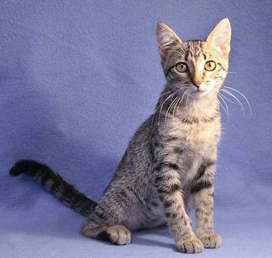 Photo of Mustang Sally