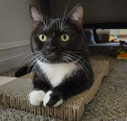 Photo of Joanie