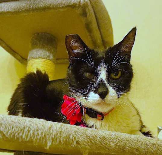 Photo of Kitty Tux