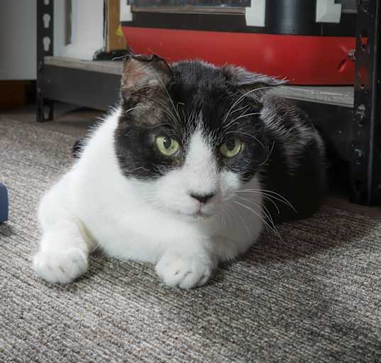 Photo of Gunther