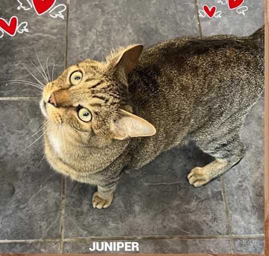 Photo of Juniper