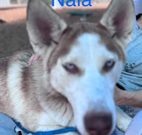 Photo of NALA