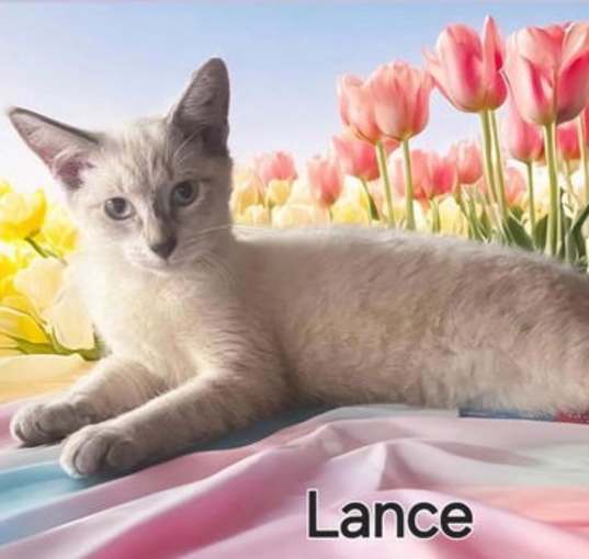 Photo of Lance