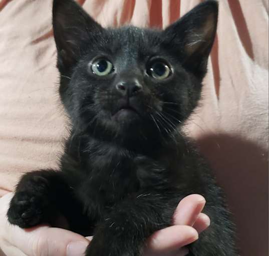 Photo of Christopher - all black cutie