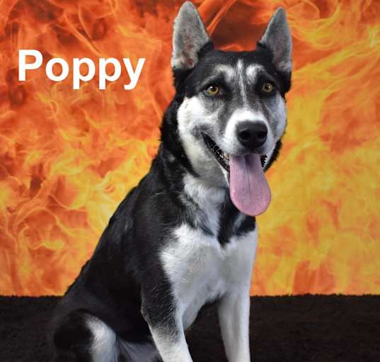 Photo of Poppy