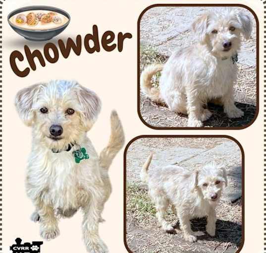 Photo of Chowder