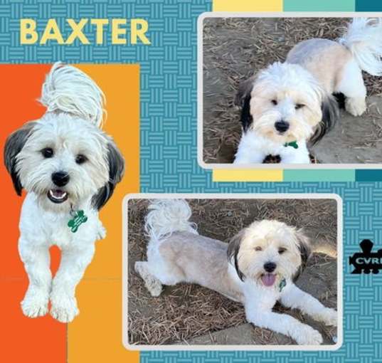 Photo of Baxter (Ritzy)