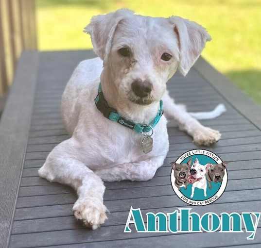 Photo of Anthony Furever Doggie