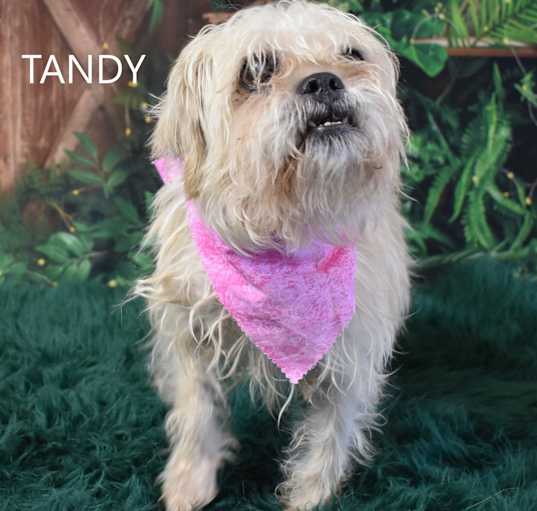 Photo of Tandy