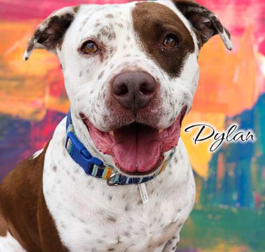 Photo of Dylan   -  PAWS