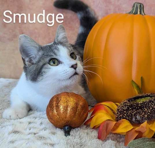 Photo of Smudge