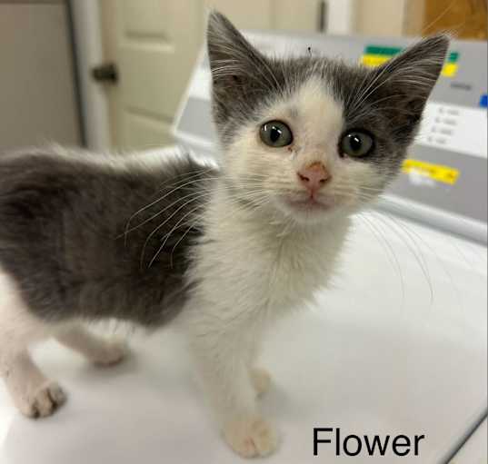 Photo of Flower *Meet me at Plymouth Petsmart*