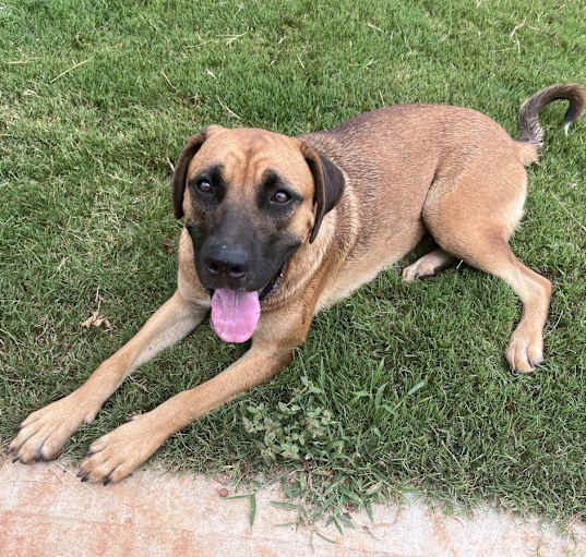 Photo of Nala