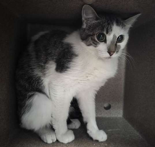 Photo of ROSEBUD IN THE BARN