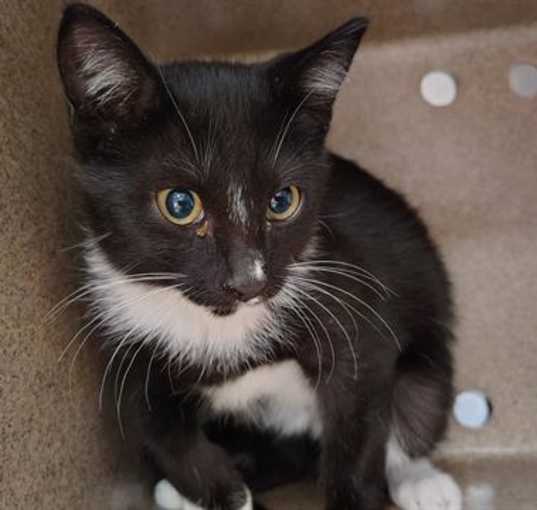 Photo of ACORN IN THE BARN