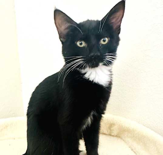 Photo of Mittens