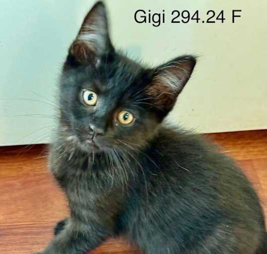 Photo of Foster Gigi