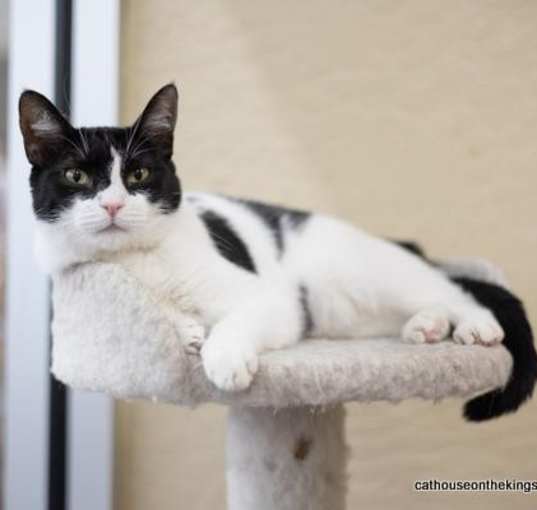 Photo of Petunia
