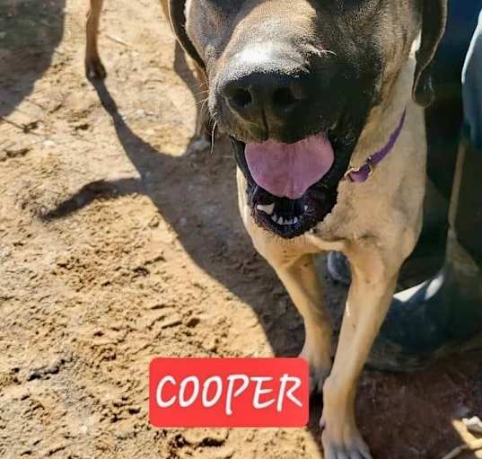 Photo of Cooper