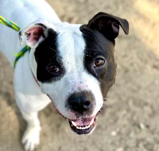 Photo of Bunny (C000-046) - Chino Hills Location