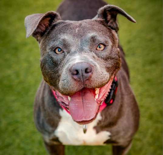 Photo of Bonnie-A2141785