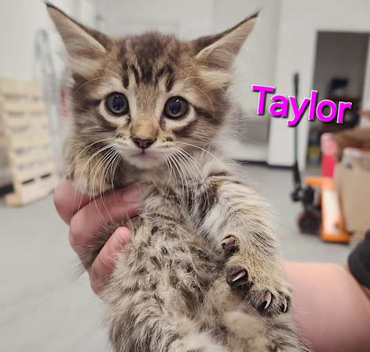 Photo of Tayler