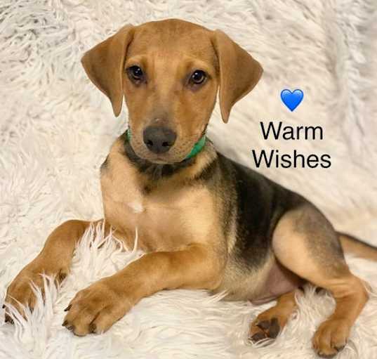 Photo of Warm Wishes